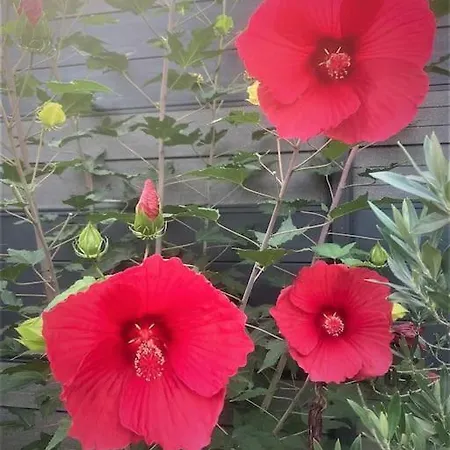 Le Pavillon Alsacien - Grande Maison - Spacieuse & Moderne - Route Des Vins Holiday home Rossfeld