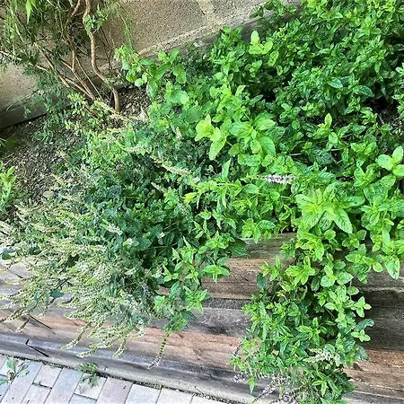 Holiday home Le Pavillon Alsacien - Grande Maison - Spacieuse & Moderne - Route Des Vins *