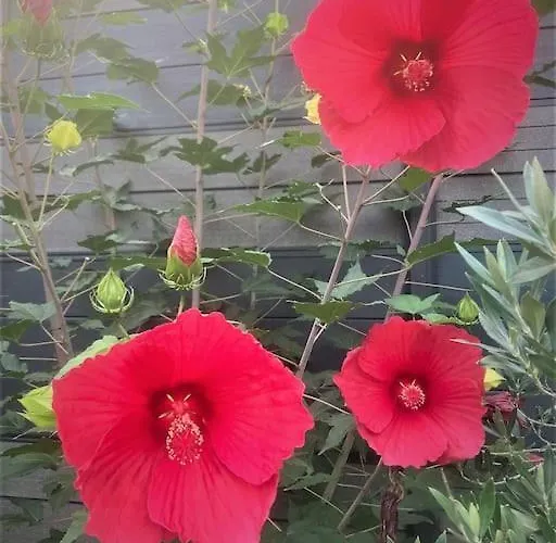 Le Pavillon Alsacien - Grande Maison - Spacieuse & Moderne - Route Des Vins Semesterbostad Rossfeld