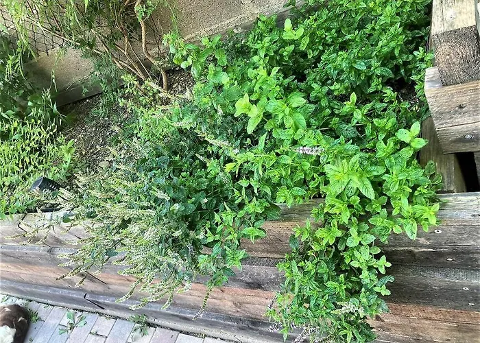 Semesterbostad Le Pavillon Alsacien - Grande Maison - Spacieuse & Moderne - Route Des Vins *